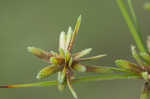 Pond flatsedge